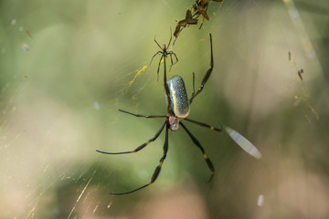 Aranha-de-teia-amarela (Nephila clavipes) | Golden orb-web spider