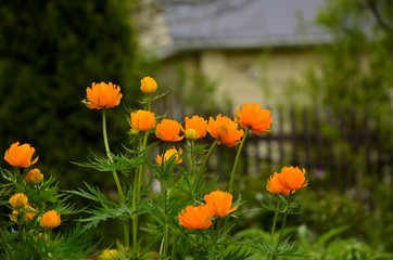 orange fiowers
