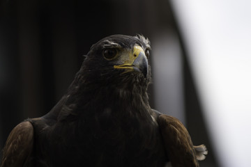 Le regard du Faucon