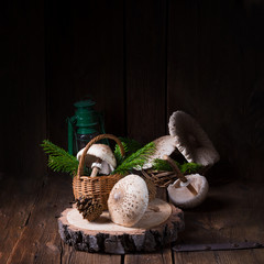 parasol mushroom (Macrolepiota procera or Lepiota procera)