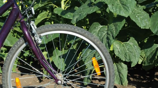 A bicycle in sunflowers. Bicycling in nature.