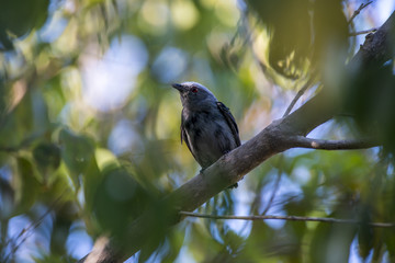 Cabeça-branca (Dixiphia pipra) | White-crowned Manakin