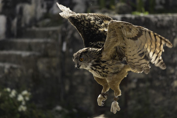 Hibou, attérissage