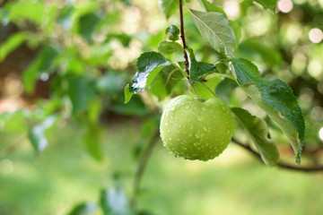 Apple on a brаnch