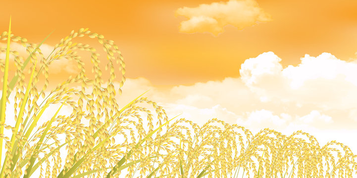 米　稲　風景　背景