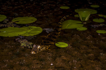 Jacaré-de-papo-amarelo (Caiman latirostris) | Broad-snouted caiman
