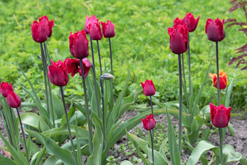 Fototapeta premium Fimbriated magenta tulips against the background of grass