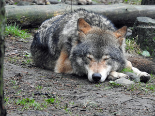 European grey wolf