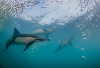Common dolphins feeding on sardines during the annual sardine run off the east coast of South Africa.