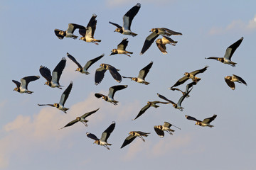flock of black and white northern lapwings
