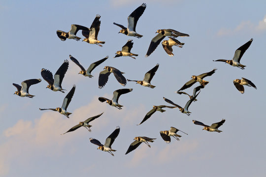 flock of black and white northern lapwings