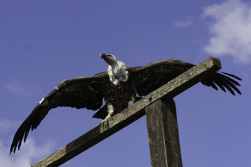 Vautour