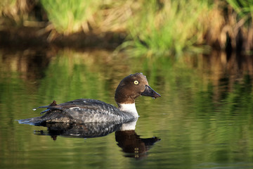 The common goldeneye (Bucephala clangula), Duck swimming on the lake in the taiga