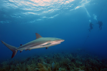 The Caribbean reef shark (Carcharhinus perezii) in the foreground, in the background two divers at the rope