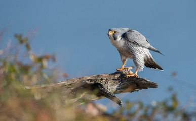 Peregrine Falcon