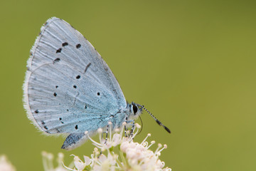 Obraz premium Holly blue (Celastrina argiolus) feeding on hogweed close. Female British insect in the family Lycaenidae nectaring with underside visible