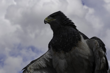 Portrait d'un Aigle