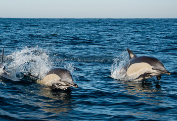 Obraz premium Pod of common dolphins swimming along the surface, image taken during the sardine run, east coast of South Africa.