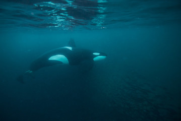 Male orca feeding on herring, northern Norway. © wildestanimal
