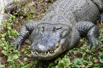american aligator