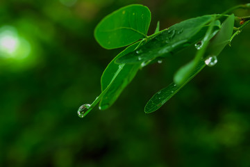 water drops