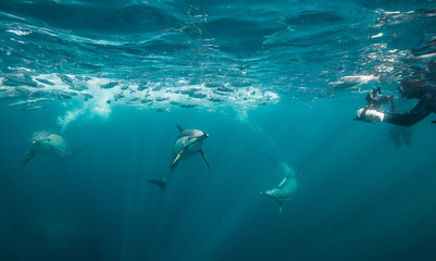 Common dolphins feeding on sardines during the annual sardine run off the east coast of South Africa.
