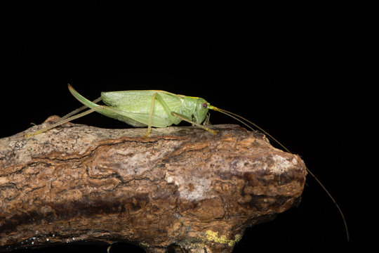 Oak bush-cricket (Meconema thalassinum) in profile. Adult female British cricket in the family Tettigoniidae, order Orthoptera, on branch against black