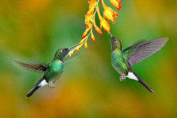 Hummingbird with orange flower. Two flying hummingbird, bird in fly. Action scene with hummingbird....