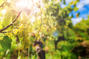 white grapes of chardonnay in the vine before the harvest in Burgundy, France