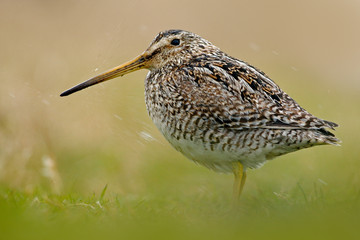 Bird Snipe, portrait in green grass .