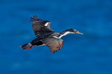 Flying sea bird. Imperial Shag, Phalacrocorax atriceps, cormorant in flight. Dark blue sea and sky with fly bird, Falkland Islands. Bird in flight. Action bird flight scene. Flying bird open wings.