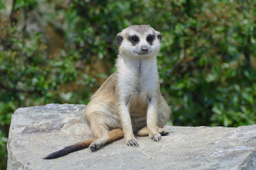 Obraz premium meerkat