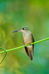 Fawn-breasted Brilliant, Heliodoxa rubinoides, hummingbird from Ecuador. Cute bird sitting on a beautiful green flower, tropical forest, animal in the nature habitat. Wildlife scene from nature.