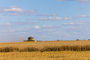 Yellow combine harvester on a wheat field with blue sky