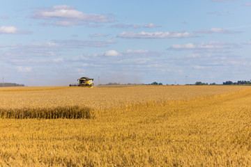 Fototapeta premium Yellow combine harvester on a wheat field with blue sky