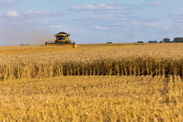 Obraz premium Yellow combine harvester on a wheat field with blue sky