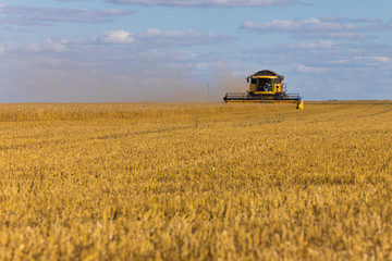 Obraz premium Yellow combine harvester on a wheat field with blue sky