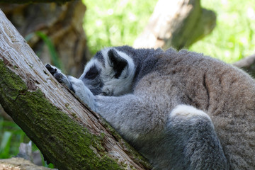 lemur kata