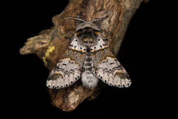 Sallow kitten moth (Furcula furcula) against black. British insect in the family Notodontidae at rest, wings held partially open