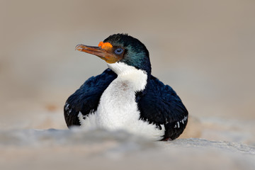 Portrait sea bird Imperial Shag. Detail of black and white cormorant with blue eye from Falkland Islands. Head with open bill of cormorant from sea. Water bird. Detail portrait of beautiful bird.