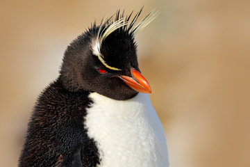 Fototapeta premium Rockhopper penguin, Eudyptes chrysocome, detail portrait of rare bird, in the rock nature habitat, black and white sea bird, Sea Lion Island, Falkland Islands. Bird with crest, orange bill.