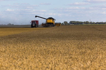 Yellow combine harvester on a wheat field with blue sky