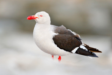 Dolphin gull, Larus scoresbii. Gull in the water.Sand white beach bird, sitting on the stick, with clear blue background, Falkland Island. Bird with red bill a red leg.