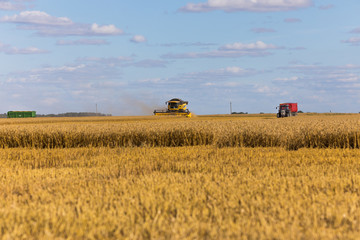 Fototapeta premium Yellow combine harvester on a wheat field with blue sky