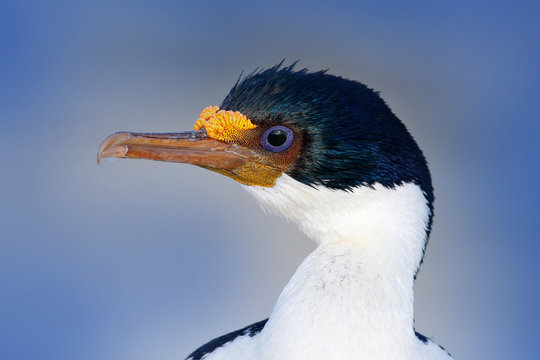 Imperial Shag, Phalacrocorax atriceps, black and white cormorant with blue eyea from Falkland Islands. Detail portrait of exotic Shag
