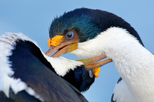 Animal behaviour. Courtship portrait of Imperial Shag, Phalacrocorax atriceps, cormorant from Falkland Islands. Wildlife scene from nature. Two beautiful animals with long bill. Bird love, close-up.