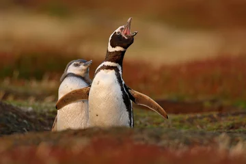 Poster Two birds in the nesting ground hole, baby with mother, Magellanic penguin, Spheniscus magellanicus, nesting season, animals in the nature habitat, Argentina, South America. Besting behaviour, nature. © ondrejprosicky