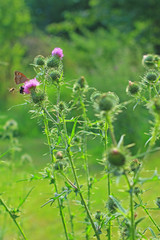 Kratzdistel (Cirsium vulgare) blühende Pflanze in einer Wiese