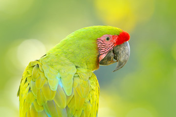 Portrait of macaw parrot. Parrot from Costa Rica. Wild parrot bird, green parrot Great-green Macaw, Ara ambigua. Wild rare bird in the nature habitat. Green big parrot sitting on the branch.