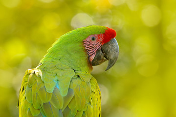 Wild parrot bird, green parrot Great-Green Macaw, Ara ambigua. Wild rare bird in the nature habitat. Green big parrot sitting on the branch. Parrot from Costa Rica. Wildlife in Central america.
